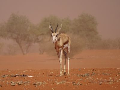 Kalahari woestijn
