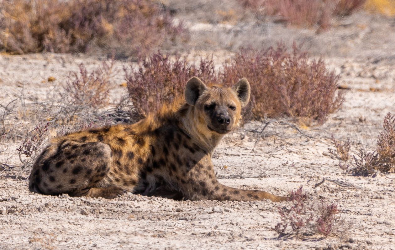 Rondreis Namibië & Zuid-Afrika Maar Dan Anders | Fair Mundo Travel