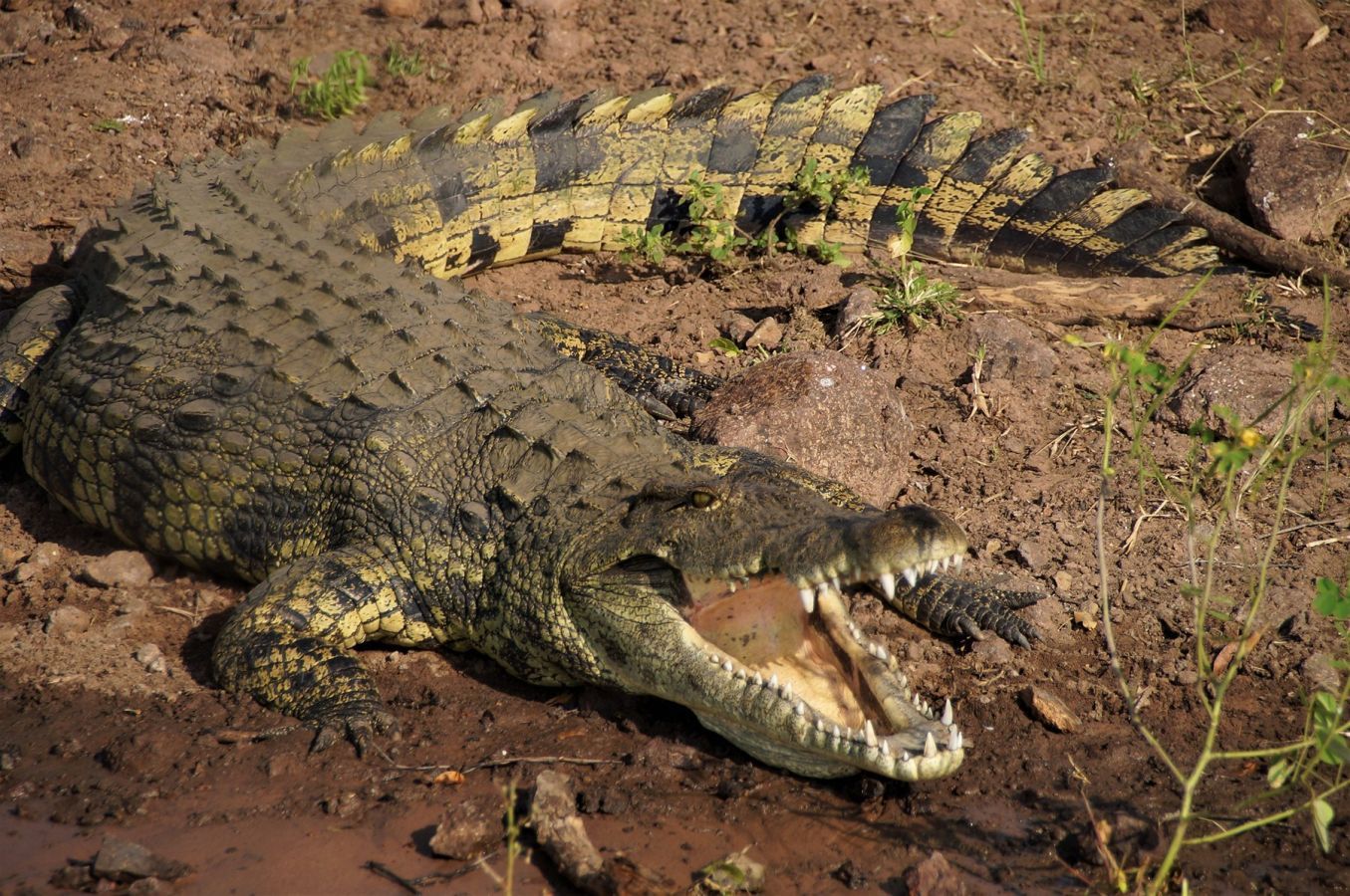 Крокодил живет в африке. Африканский Нильский крокодил. Узкорылый крокодил Австралии. Африканский гребнистый крокодил. Африканский узкорылый крокодил.
