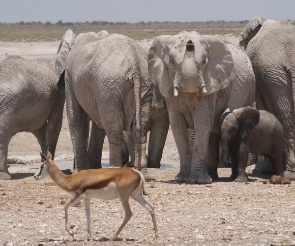 Groepsreis Namibie Highlights