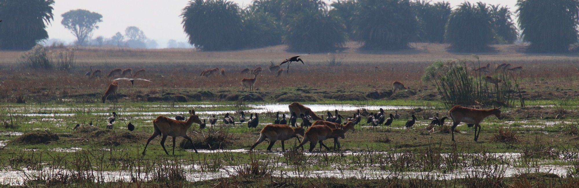 Safari Zambia Kafue National Park