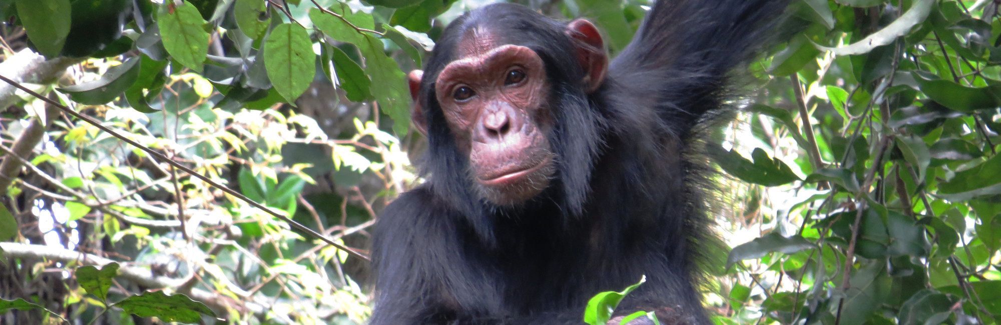 Oeganda Chimpansee