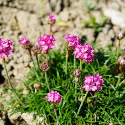 Tuin to do's