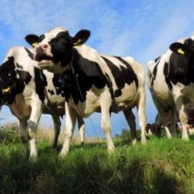 Stof koeien en geiten beschermt tegen astma
