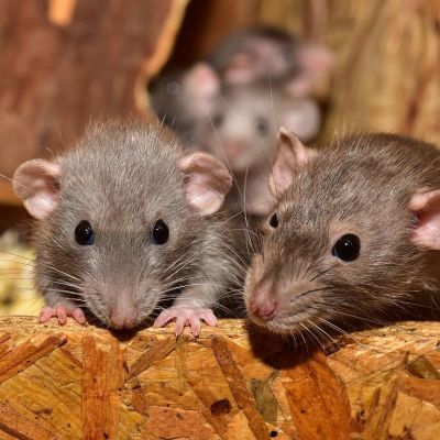 Ratten zorgen voor onrust in Baarn