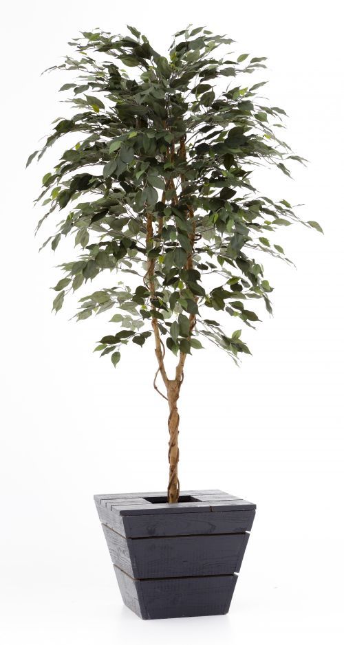 Ficus groen ca. 210 cm. in antraciet plantenbak