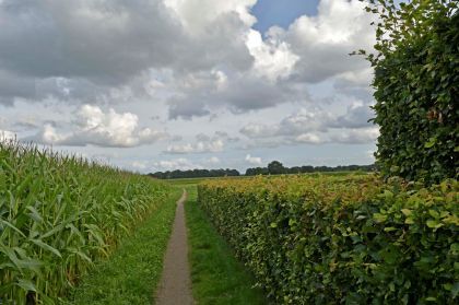 2016. Verontwaardiging over rooien bomen plan Molenschot