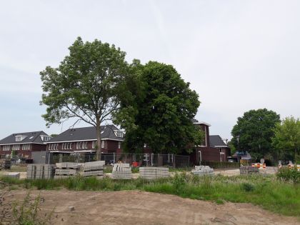 2017. Bomen Jan Lievenslaan worden toch gerooid