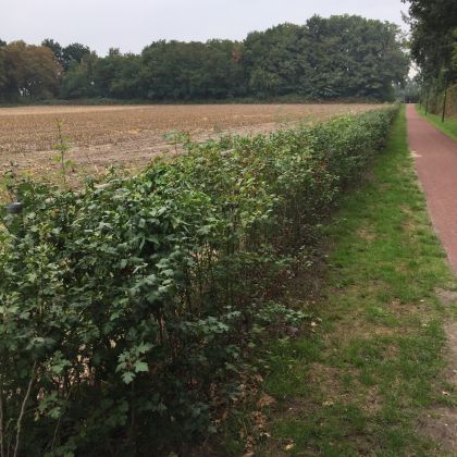 Gemeente weigert vergroening hekwerken