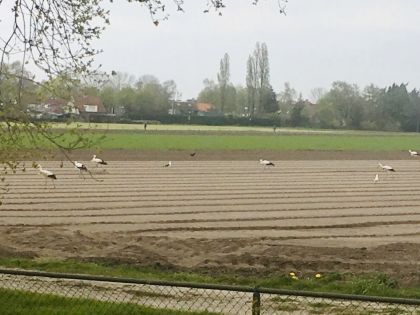 Nu op de Eng: Bezoek van ooievaars
