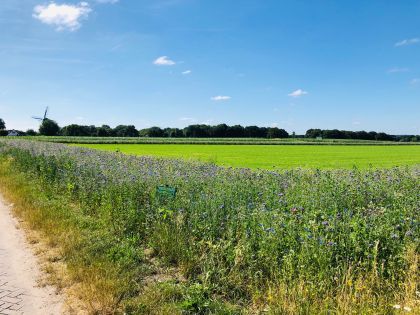 Nu op de Eng: de bloemenranden bloeien!