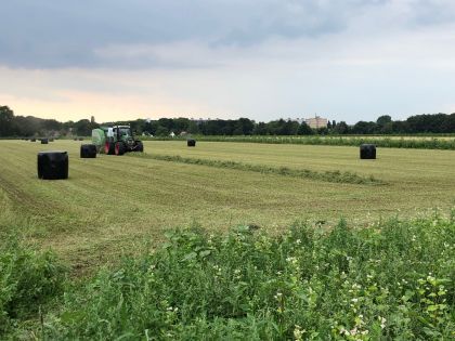 Nu op de Eng: Lucerne gemaaid