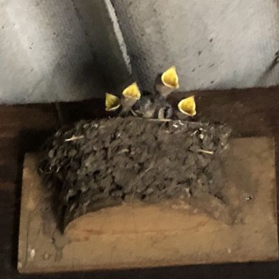 Kleine kolonie boerenzwaluwen; vijf nestjes