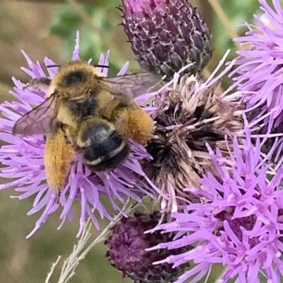 Grootste populatie pluimvoetbijen van Soest