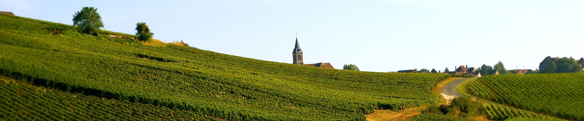 Rapeneau