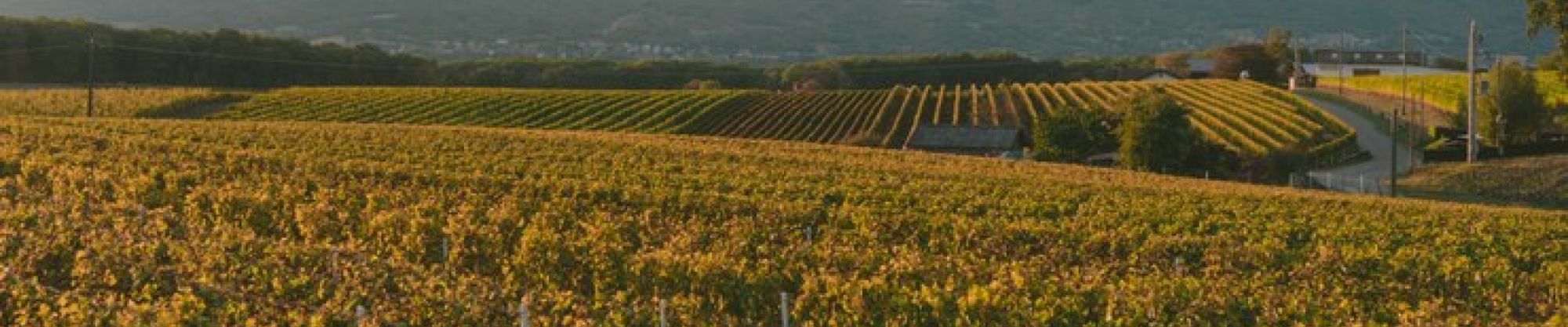 Krug