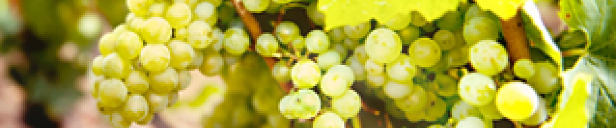 Blanc de Blancs Champagne