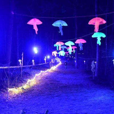 Sylvester-by-Night - Jaap vd Broek