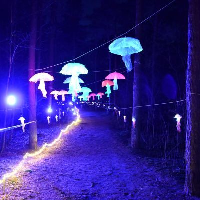 Sylvester-by-Night - Jaap vd Broek