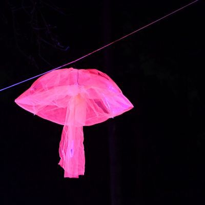 Sylvester-by-Night - Jaap vd Broek