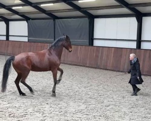 Dressuurmatig trainen aan de hand