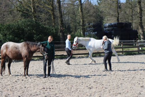 Dressuurmatig trainen aan de hand