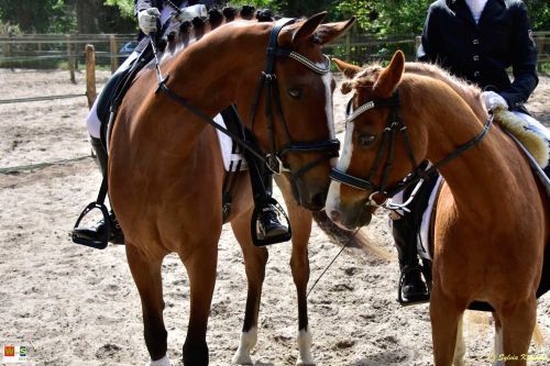 Dressuur en springen
