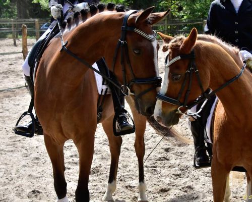 Dressuur en springen